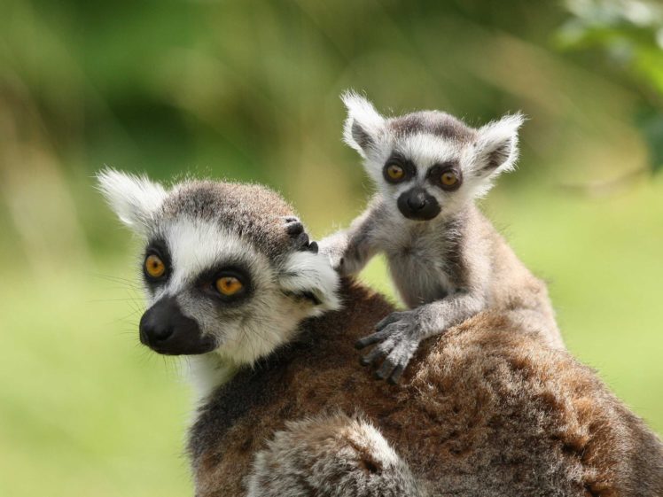 lemur, Primate, Madagascar,  4 HD Wallpaper Desktop Background