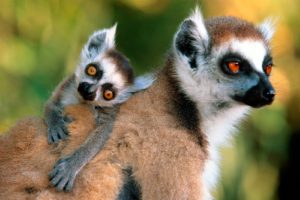 lemur, Primate, Madagascar,  16