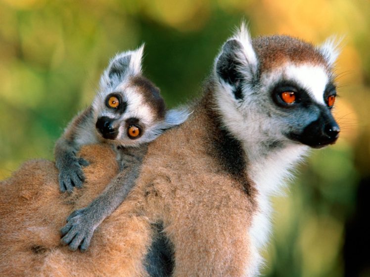 lemur, Primate, Madagascar,  16 HD Wallpaper Desktop Background