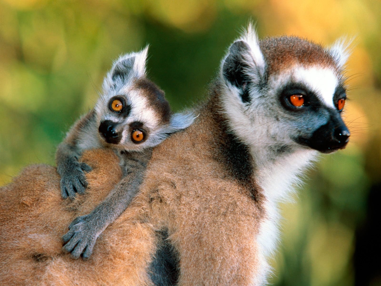 lemur, Primate, Madagascar,  16 Wallpaper