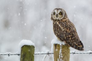 owl, Winter, Snow, Blizzard, Flakes
