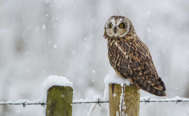 owl, Winter, Snow, Blizzard, Flakes HD Wallpaper Desktop Background