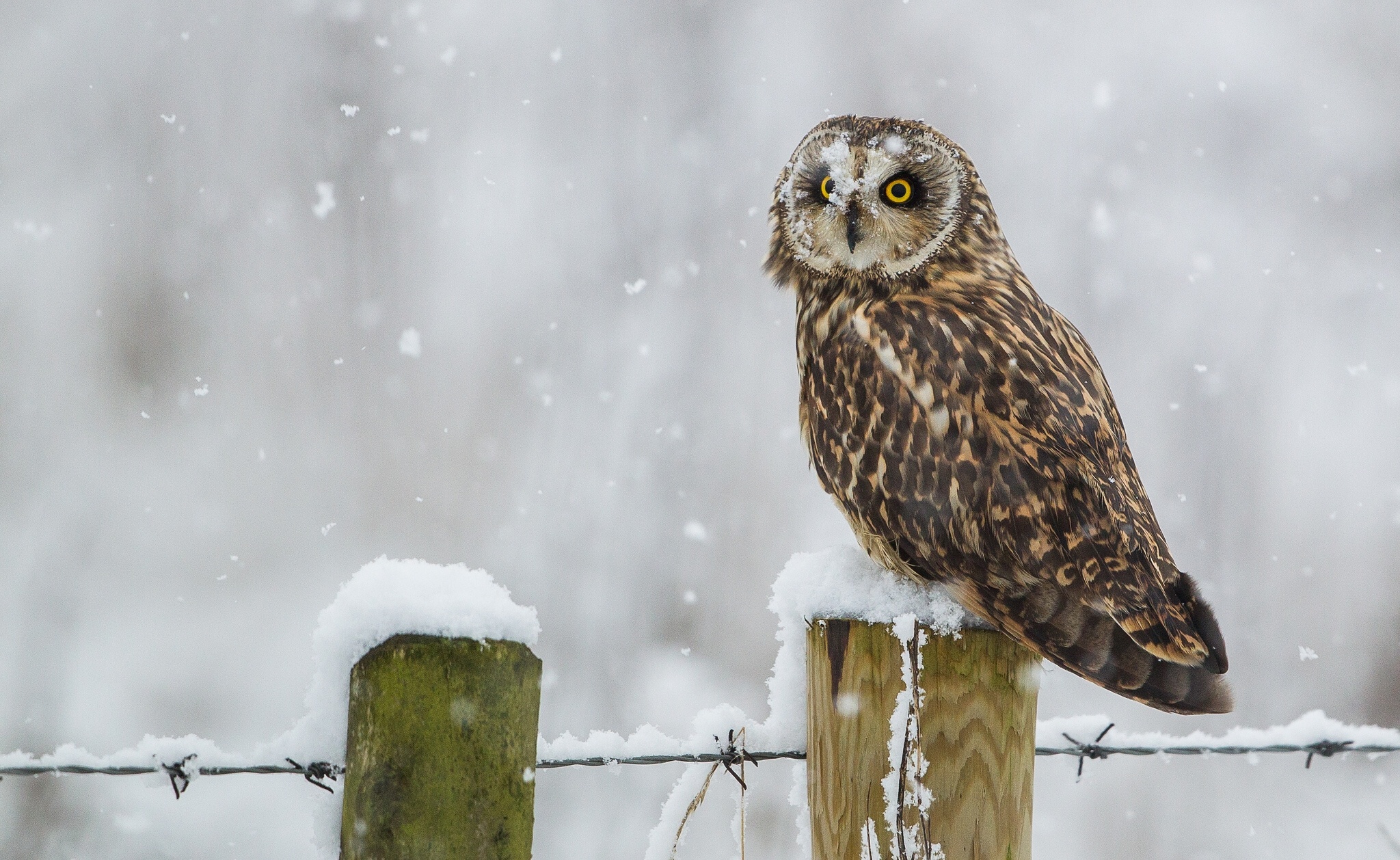 owl, Winter, Snow, Blizzard, Flakes Wallpaper