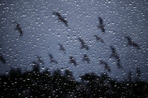 drops, Rain, Storm, Glass, Window, Nature