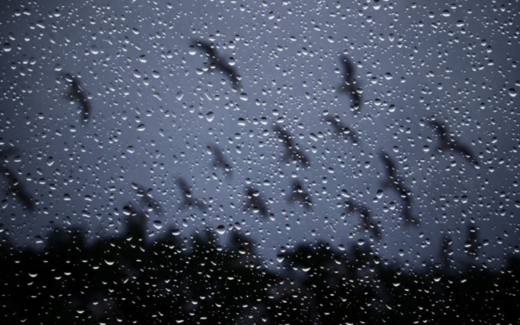 drops, Rain, Storm, Glass, Window, Nature HD Wallpaper Desktop Background