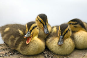 ducklings, Ducks