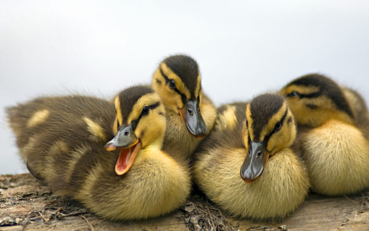ducklings, Ducks HD Wallpaper Desktop Background