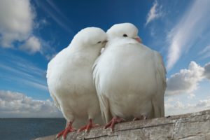 pigeons, In, Love