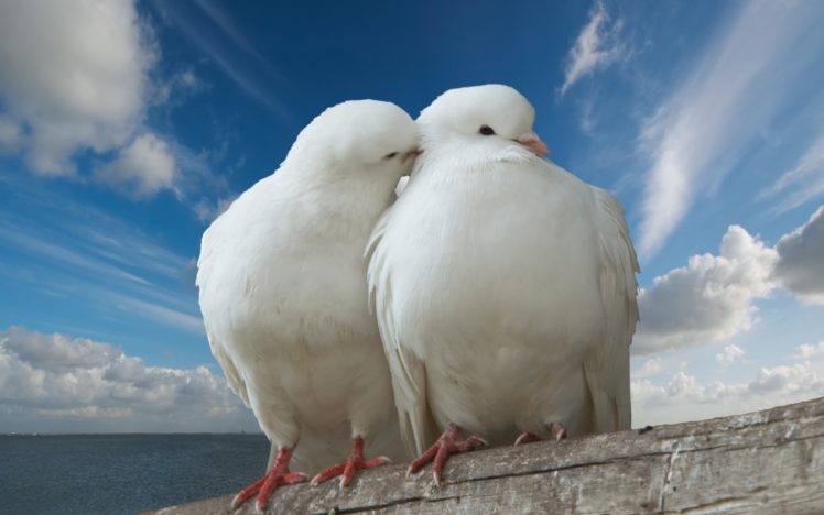 pigeons, In, Love HD Wallpaper Desktop Background