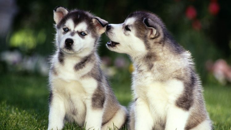 animals, Puppies, Siberian, Husky HD Wallpaper Desktop Background