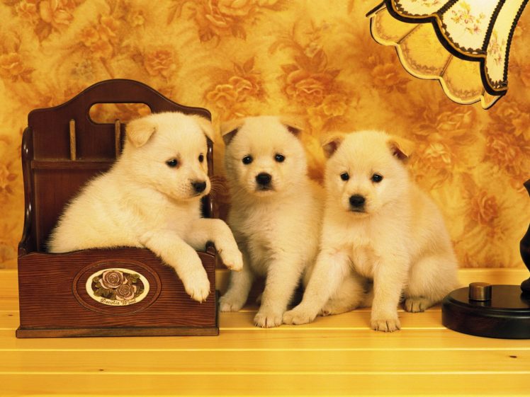 puppies HD Wallpaper Desktop Background