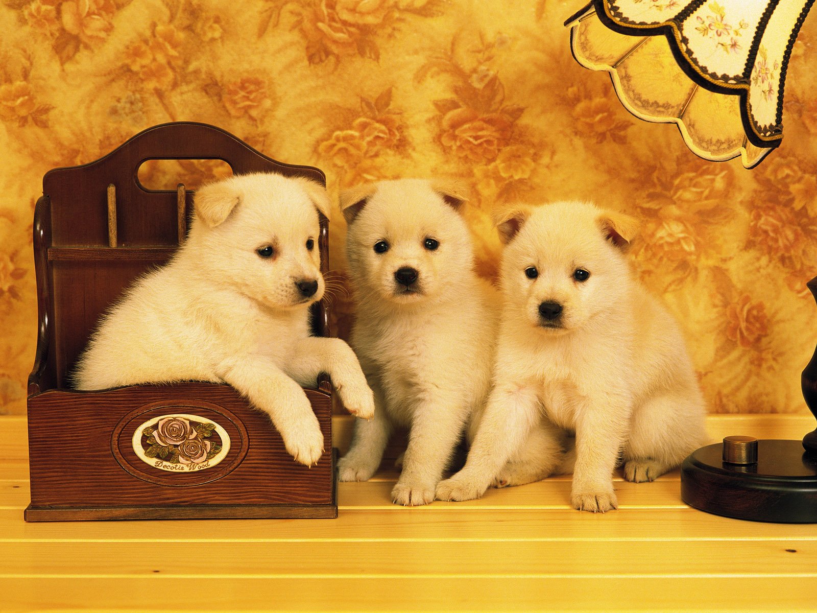 puppies Wallpaper