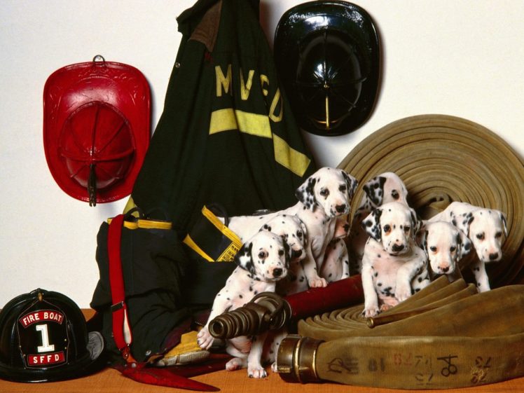 uniforms, Dogs, Friends, Puppies, Firefighter, Hats, Dalmatians HD Wallpaper Desktop Background