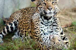 jaguar, Mother, Love, Play, Spots, Pattern, Cubs
