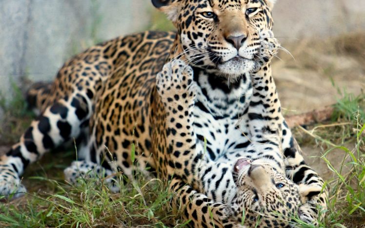 jaguar, Mother, Love, Play, Spots, Pattern, Cubs HD Wallpaper Desktop Background
