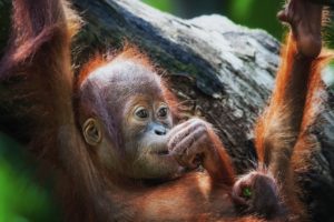 orangutan, Monkeys, Cute, Babies