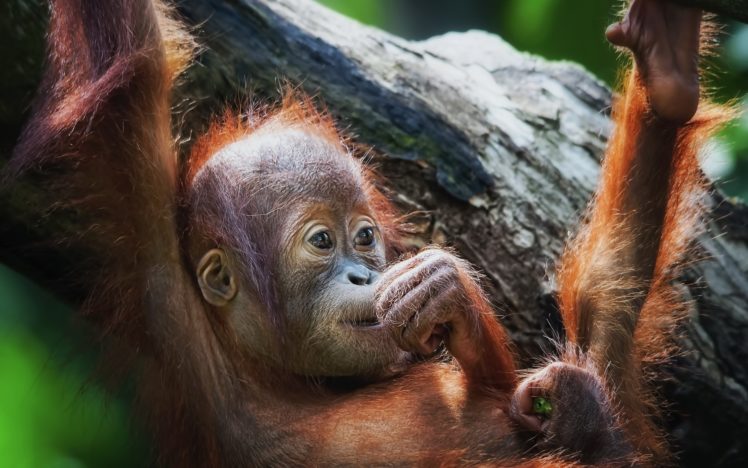orangutan, Monkeys, Cute, Babies HD Wallpaper Desktop Background