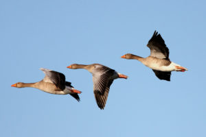 goose, Geese, Flight, Fly, Wings, Nature, Sky