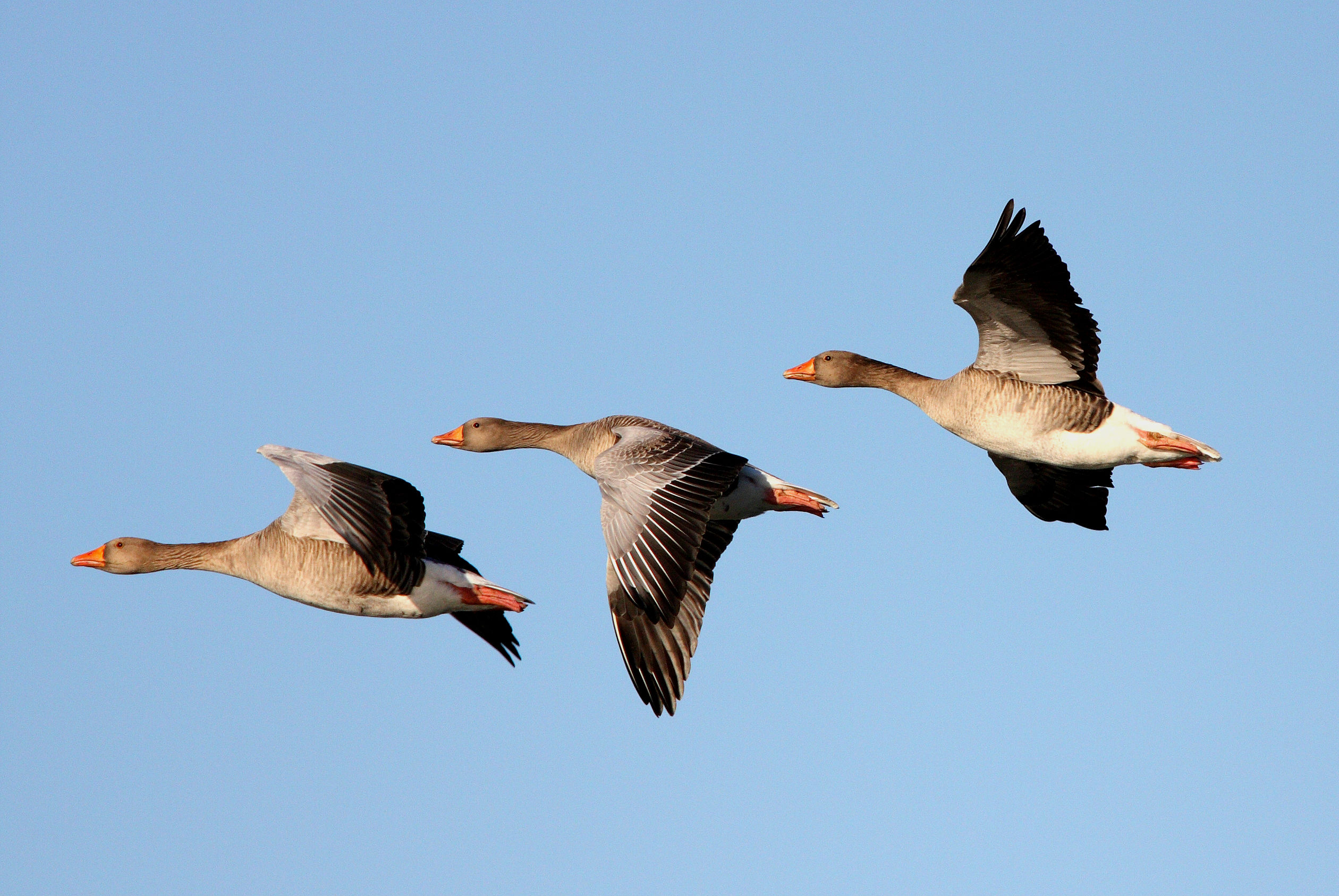 goose, Geese, Flight, Fly, Wings, Nature, Sky Wallpaper