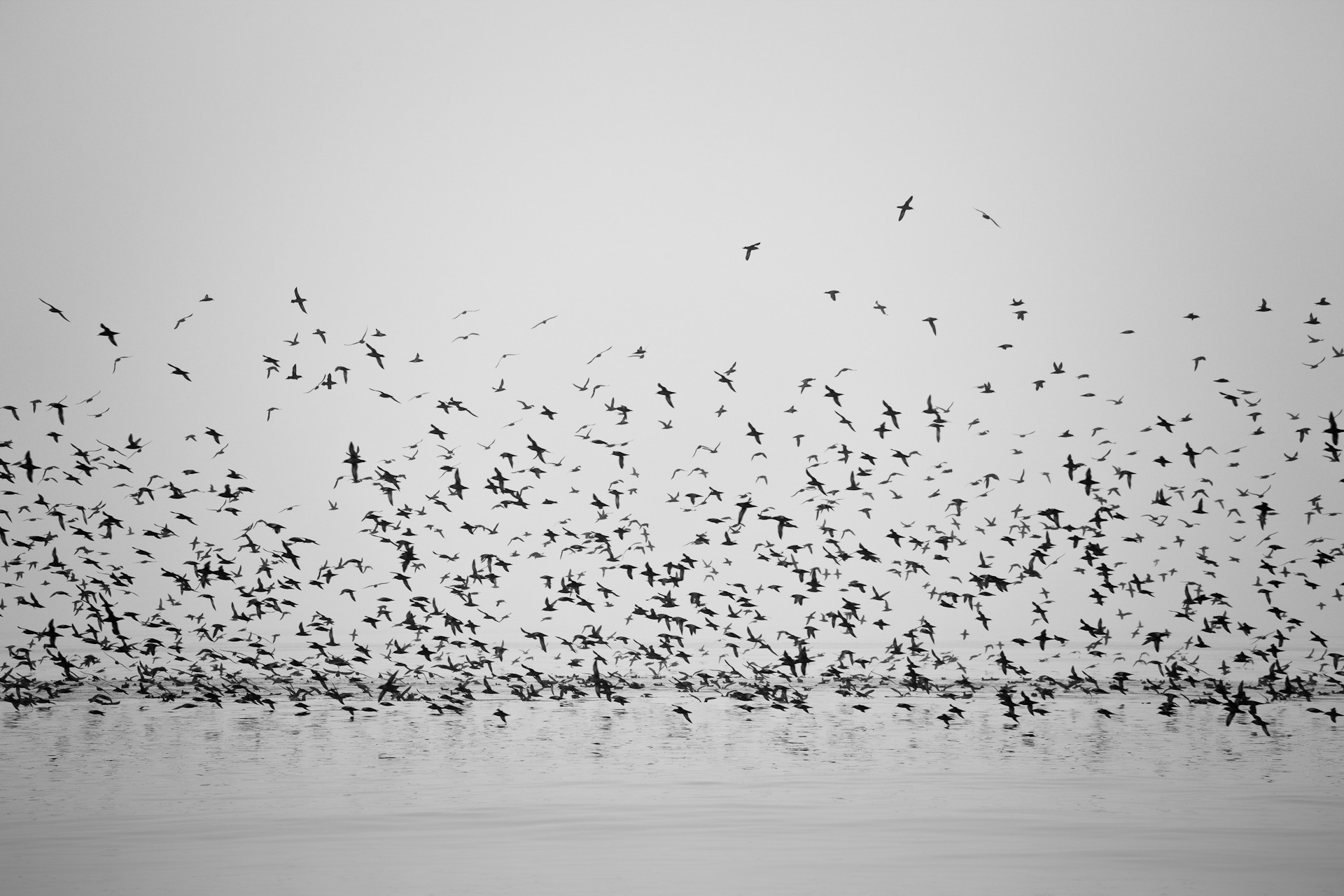 lakes, Ocean, Sea, Flight, Fly, Flock Wallpaper