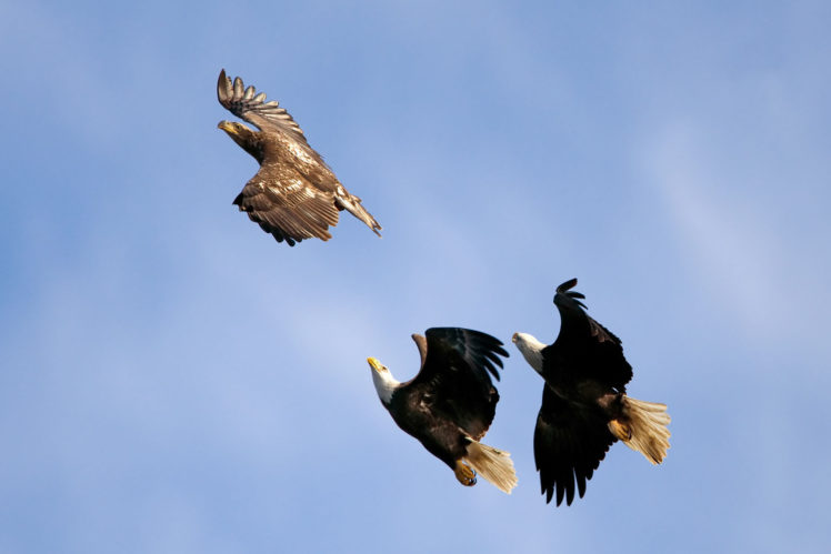 eagles, Fly, Flight, Wings HD Wallpaper Desktop Background