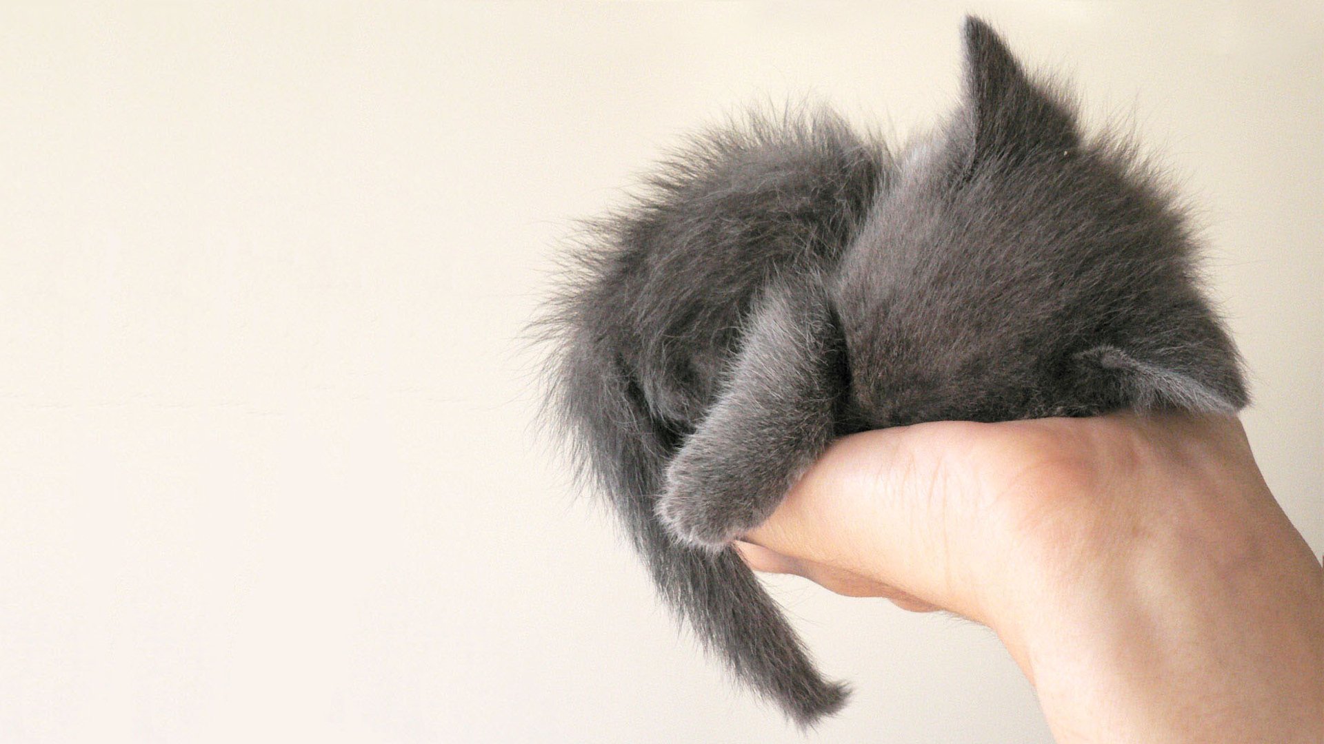 white, Cats, Palm, Animals, Hands, Grey, Sleeping, Kittens Wallpaper