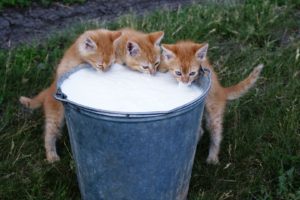 cats, Animals, Milk, Kittens
