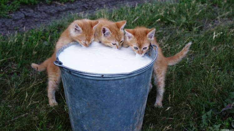 cats, Animals, Milk, Kittens HD Wallpaper Desktop Background