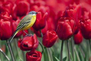 flowers, Tulips, Nature