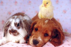 bunnies, Animals, Puppies, Baby, Animals, Young, Rabbits, Baby, Birds