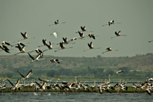flamingo, Migration, Flock, Flight, Fly, Wings, Lakes, Nature, Landscapes, Sky