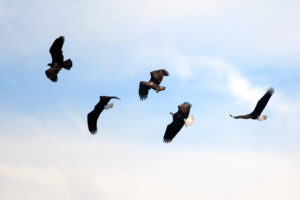 eagles, Flight, Fly, Sky, Clouds