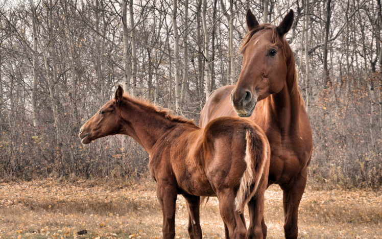 horses, Babies HD Wallpaper Desktop Background