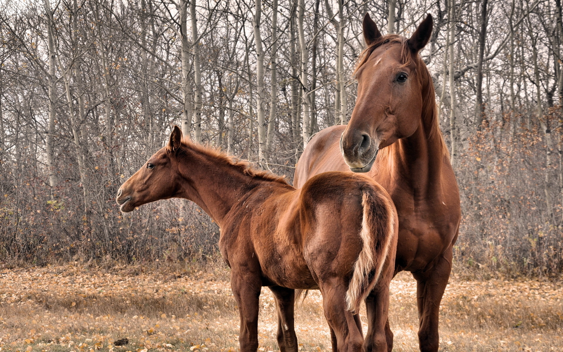 horses, Babies Wallpaper