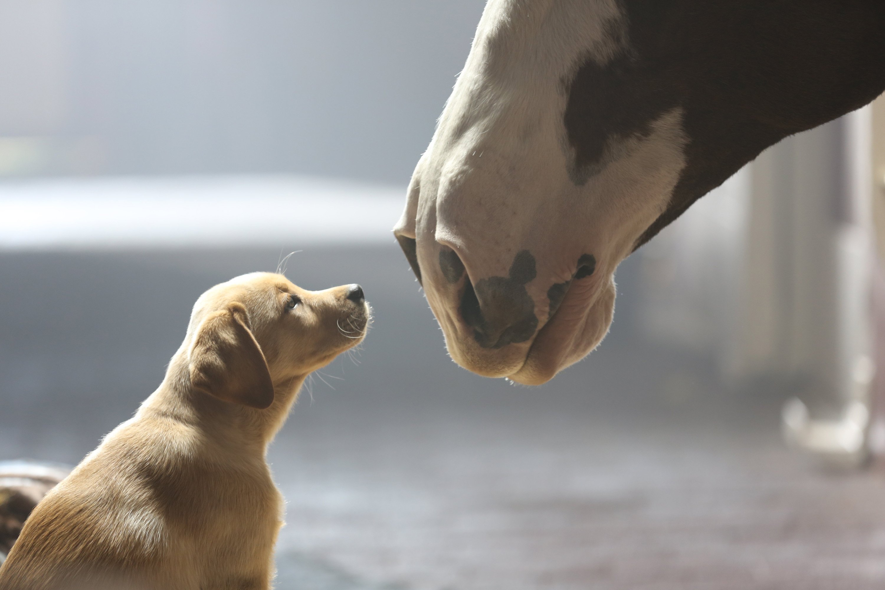 beer, Alcohol, Drink, Puppy, Baby, Horse, Horses, Mood, Cute, Television, Dog Wallpaper