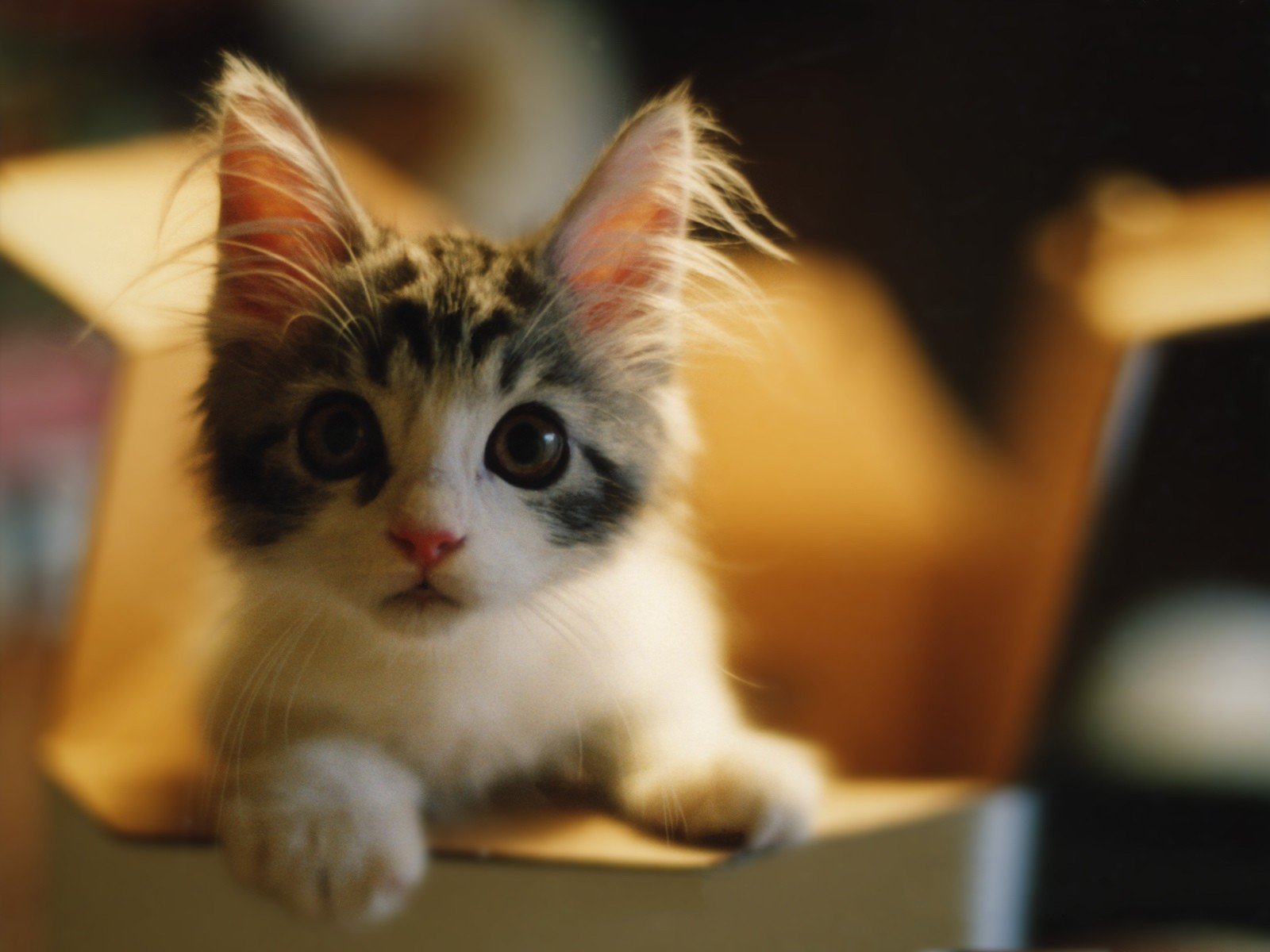 cats, Animals, Curious, Shock, Kittens Wallpaper