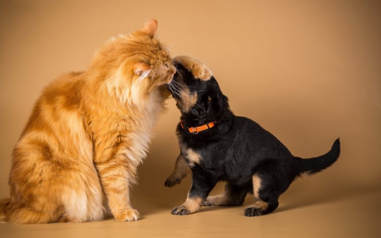cat, Dog, Friendship, Puppy HD Wallpaper Desktop Background
