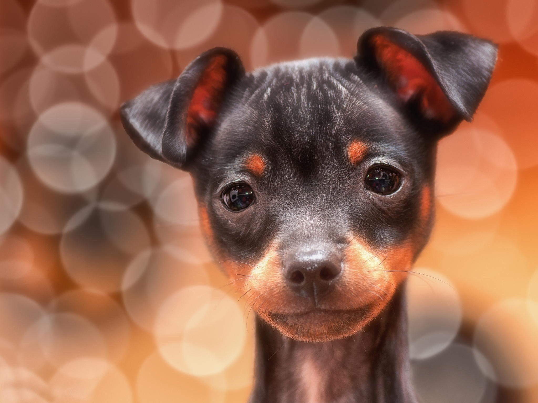 glare, Look, One, Ears, Dog, Puppy Wallpaper