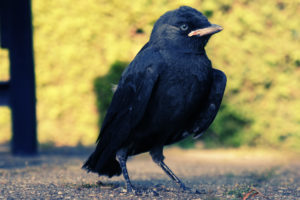 black, Bird