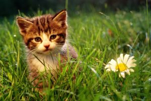 nature, Flowers, Cats, Animals, Grass, Kittens