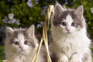 animals, Kittens, Pets