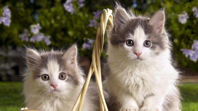animals, Kittens, Pets HD Wallpaper Desktop Background