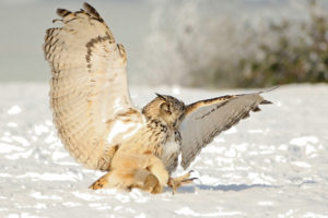owl, Winter, Snow
