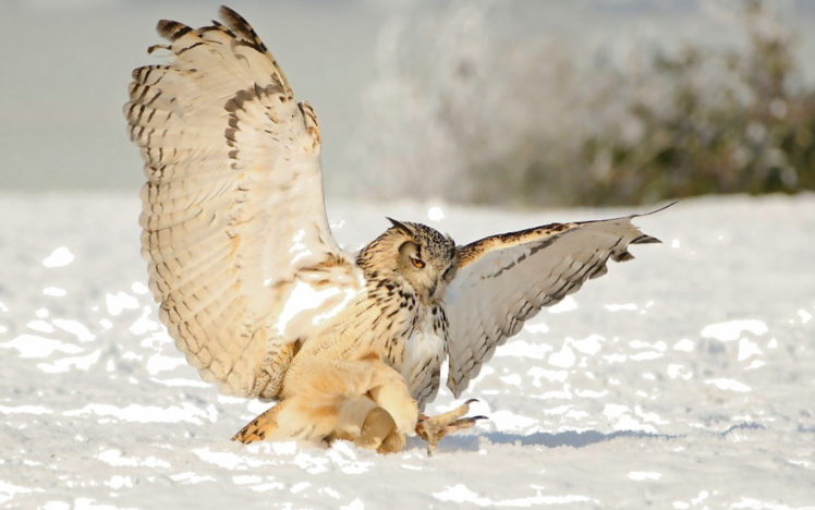 owl, Winter, Snow HD Wallpaper Desktop Background