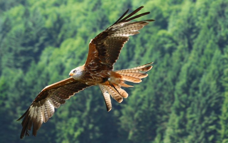 eagle, Flight, Fly, Wings, Feathers HD Wallpaper Desktop Background