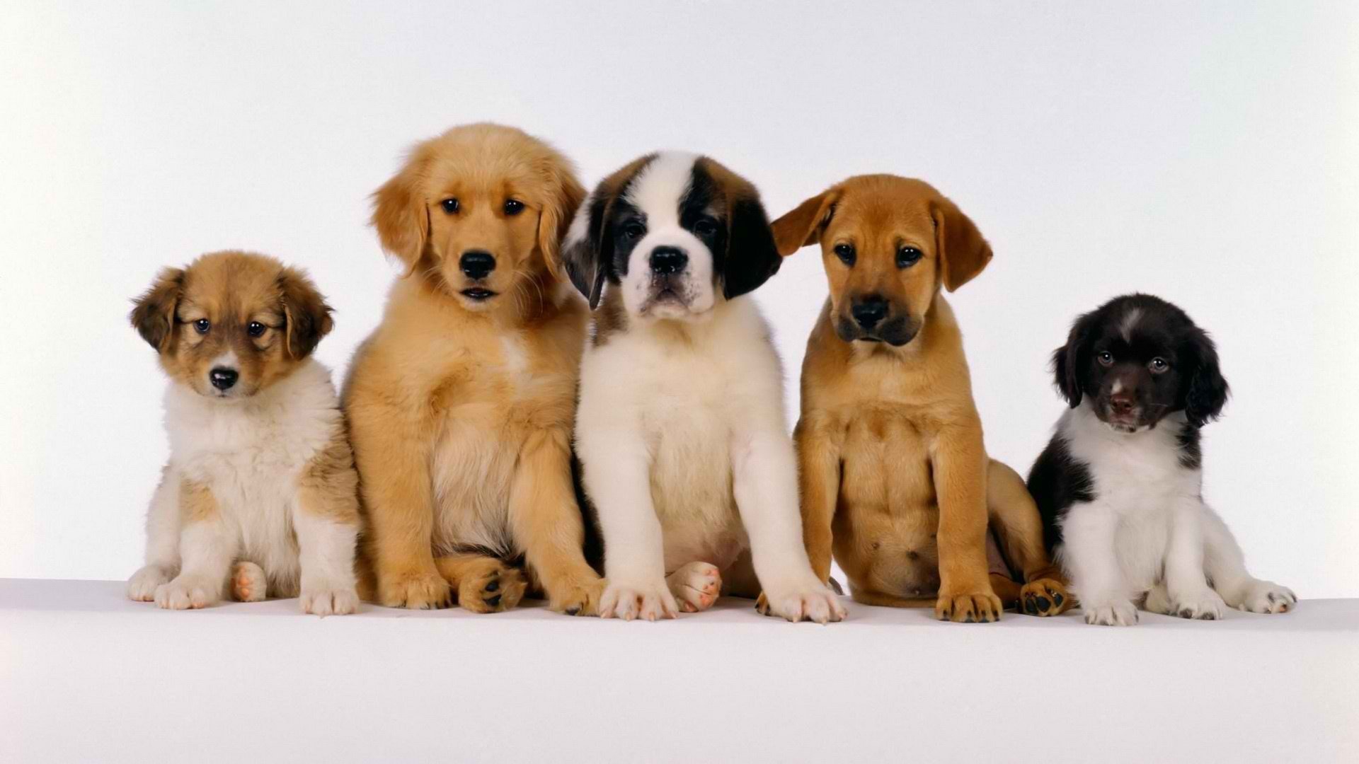 animals, Dogs, Puppies Wallpaper