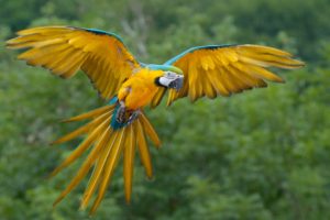 parrot, Flying