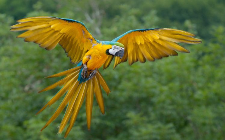 parrot, Flying HD Wallpaper Desktop Background