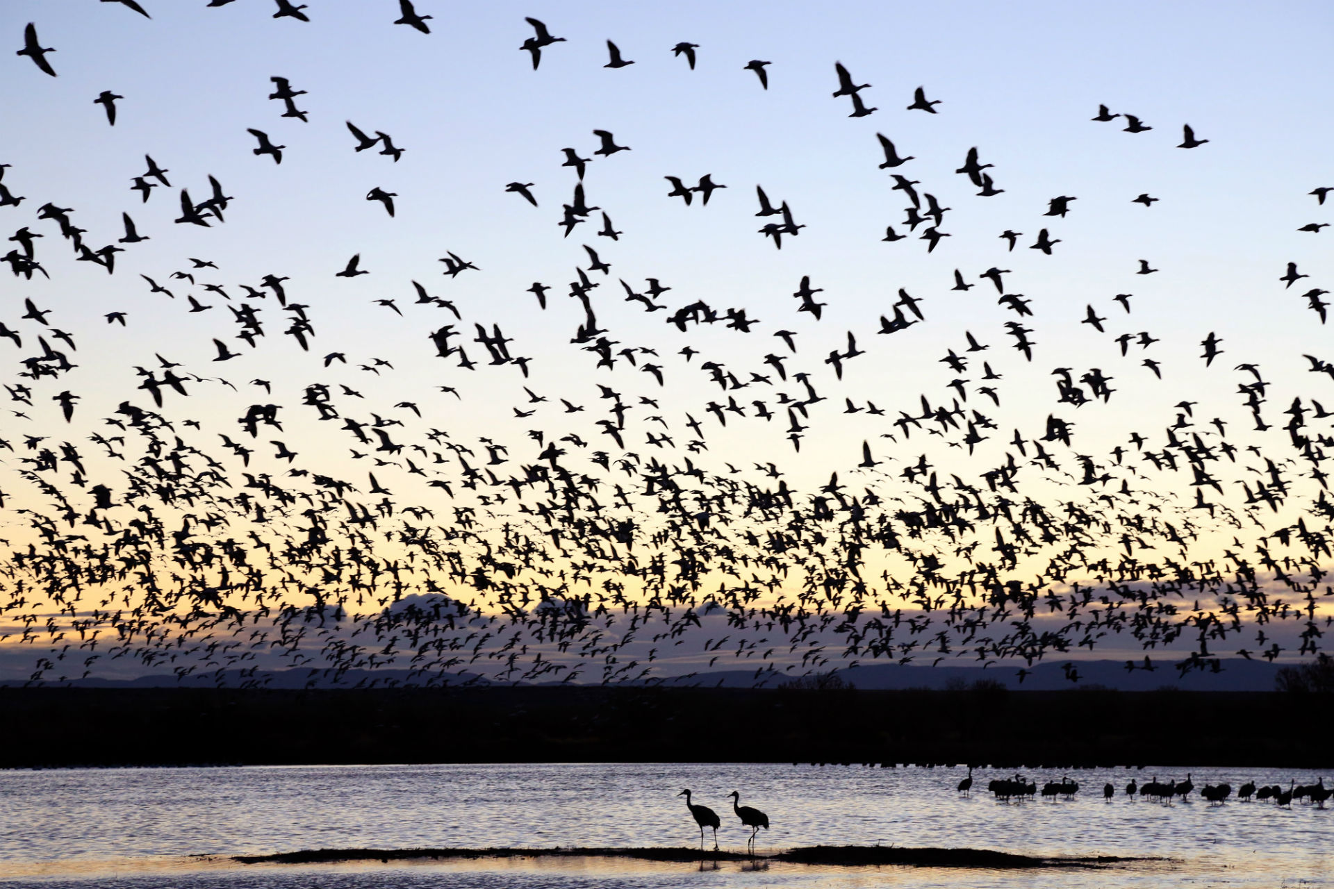 flock, Flight, Fly, Sunset, Sunrise, Lakes Wallpaper