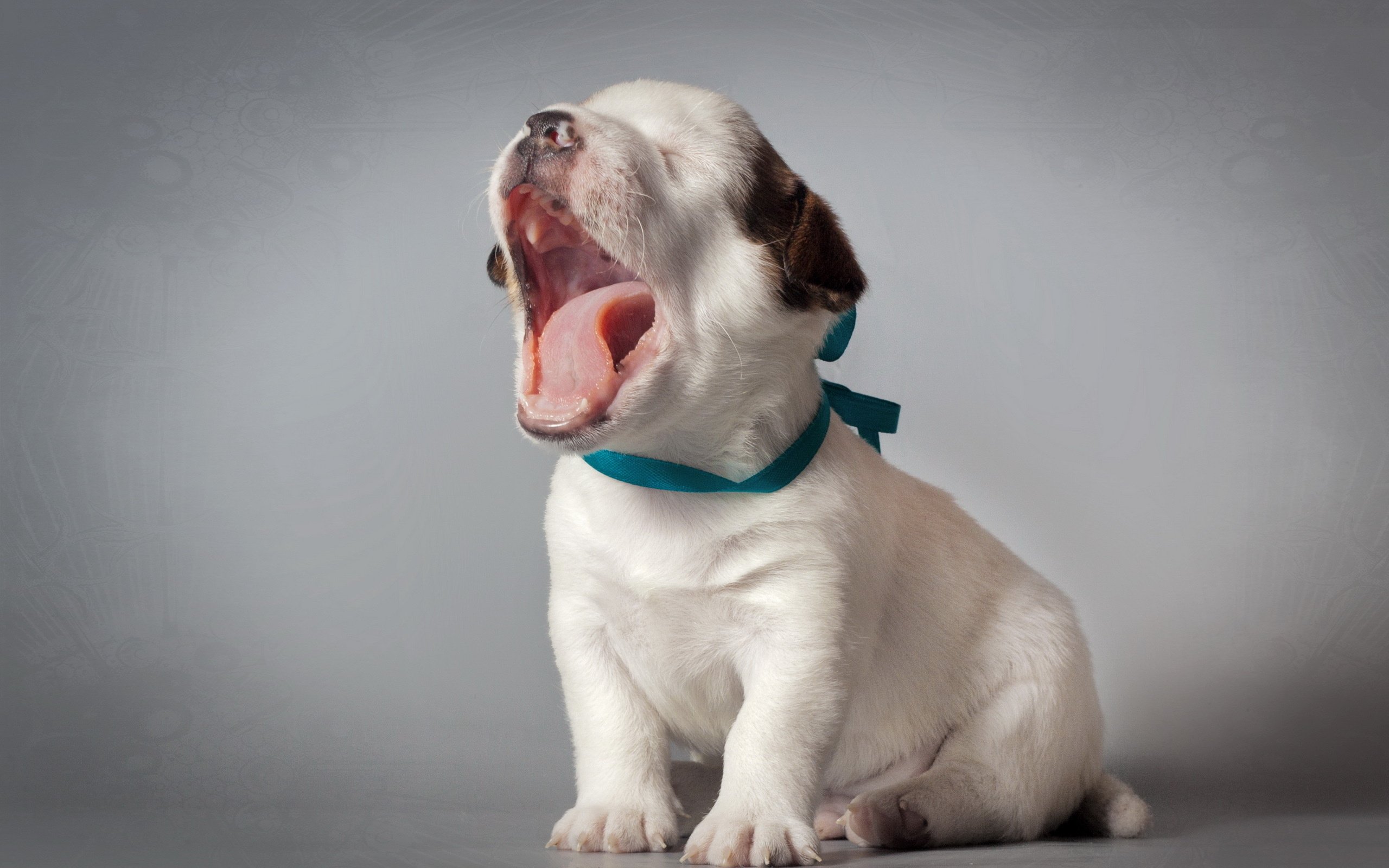 background, Puppy, Dog Wallpaper